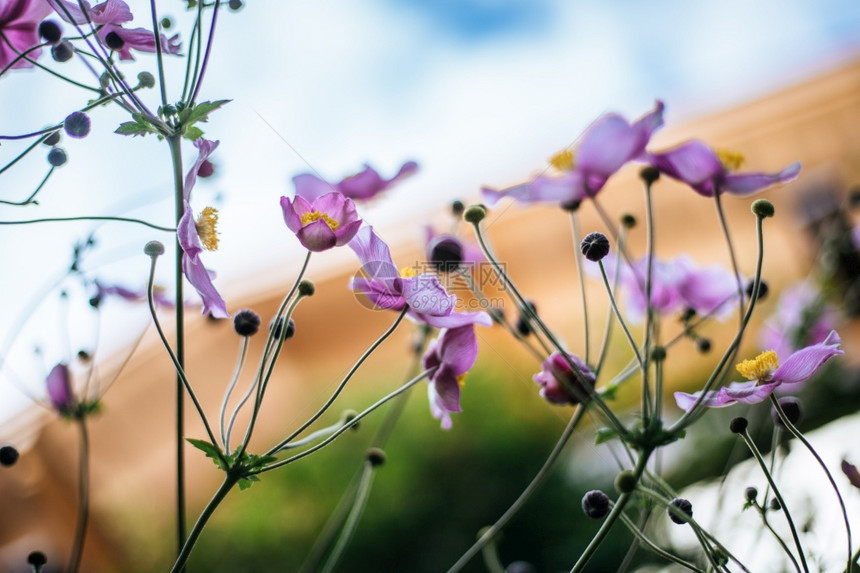 在自己的花园里紧贴紫罗兰和粉红色花朵图片