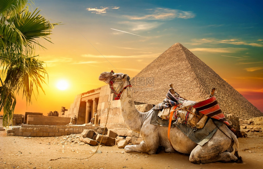 骆驼位于埃及的废墟金字塔附近骆驼位于废墟附近图片