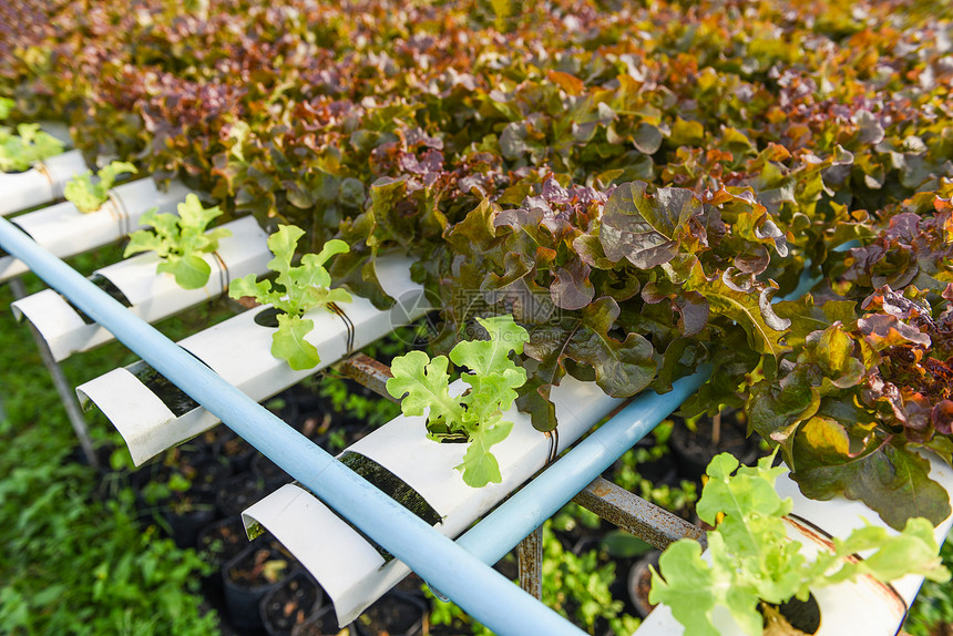 种植在花园水养农场的生素用于健康食品的生菜沙拉有机食品含绿橡树和红的自来水管上温室蔬菜图片