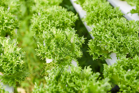 种植在花园水养农场的生素菜沙拉有机食品健康用绿珊瑚生菜在自来水管上的温室蔬菜背景图片