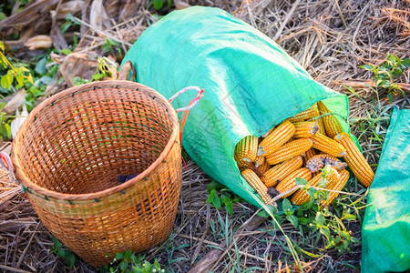 从篮子和袋中田地收获成熟的玉米收获类亚农产品图片