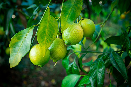 有机花园树上新鲜绿色柠檬高清图片