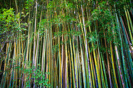 热带雨林竹树的景观图片