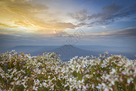 泰国美丽的山地风景上有白花田和泰国的落日Loei或藤田图片