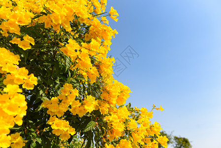 蓝色天空的花园树上黄美丽的朵三黄色小号图片
