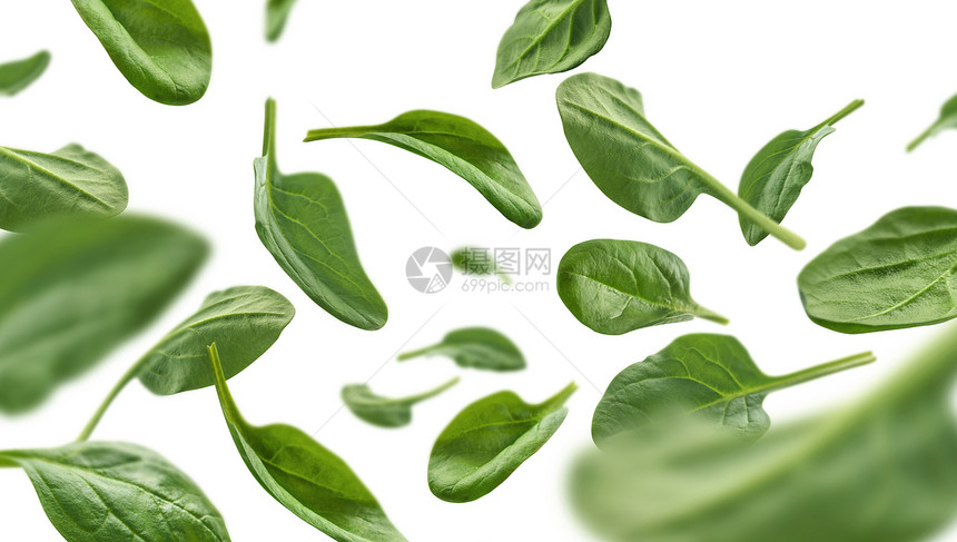 绿色菠菜叶白背景图片