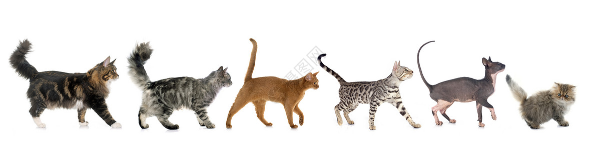 六只在白色背景面前行走的猫高清图片