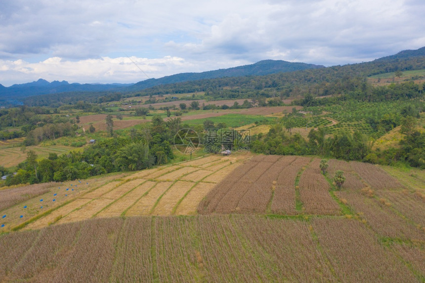 干稻田梯农村或地区的绿色业田泰国亚洲山丘谷自然景观背作物收成图片