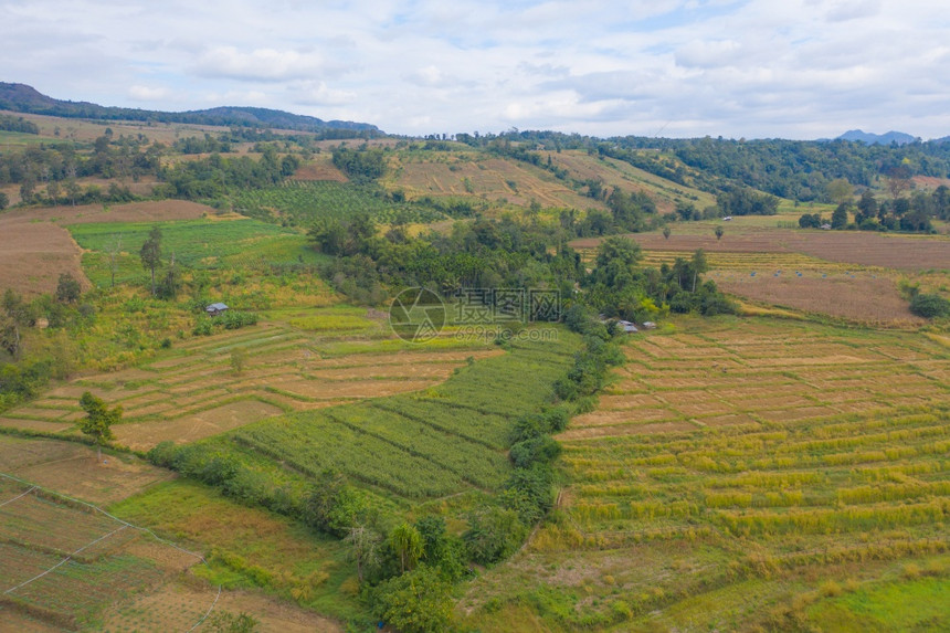 干稻田梯农村或地区的绿色业田泰国亚洲山丘谷自然景观背作物收成图片