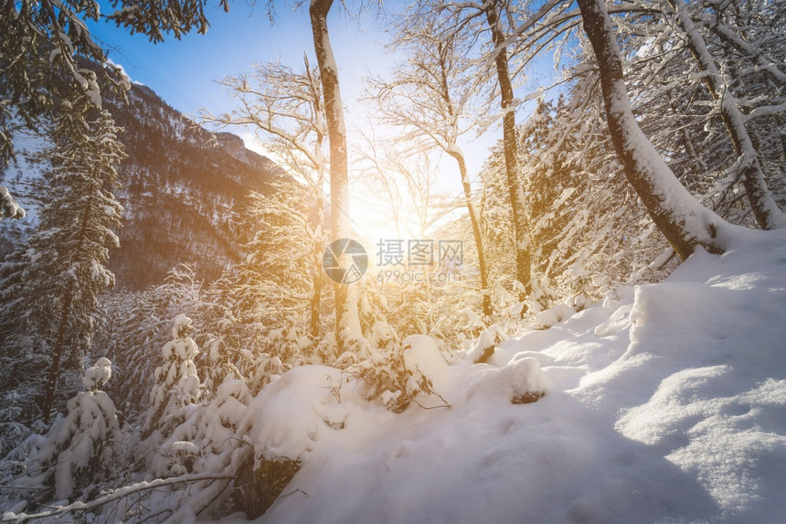 冬季风景阳光和雪树荒野图片