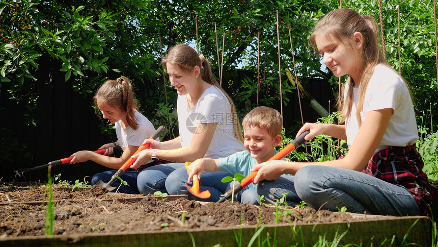 成人和儿童在花园挖土和种植新鲜有机蔬菜树苗图片