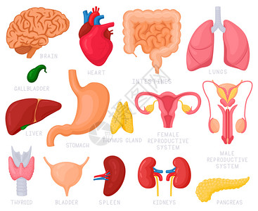 子宫腺肌症人体内器官卡通图集插画