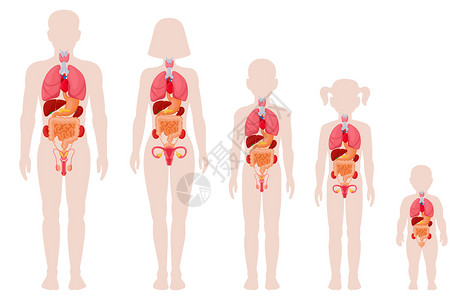 新生儿疾病人体解剖器官插画插画