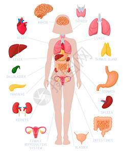 女性卡通人体器官系统解剖图背景图片