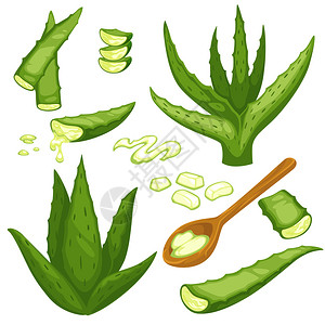 保湿凝胶用于皮肤湿润或治疗身体护理和保健的花粉扁状绿叶矢量Aloevera植物切叶子和勺凝胶插画