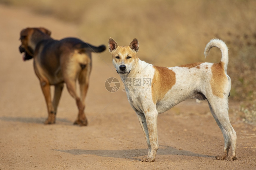 棕色和白条纹狗在自然背景上的照片图片