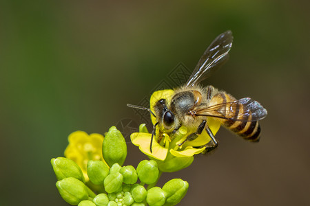 花朵上的蜜蜂或图像收集花粉上的金蜜蜂文字空间背景模糊昆虫动物图片