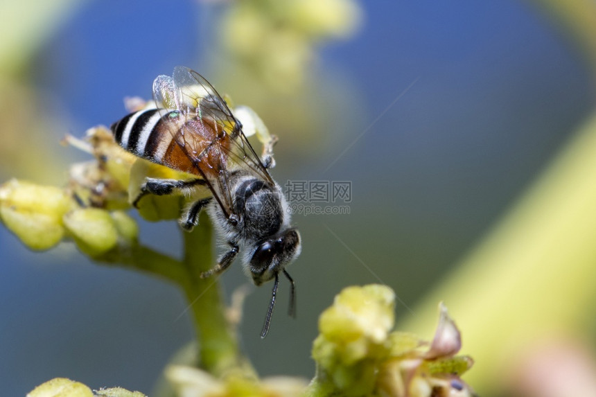 黄色花朵上的小蜜蜂或侏儒Florea的图像在自然背景上收集花蜜昆虫动物图片