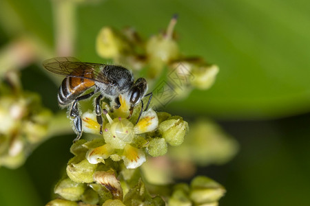 小蜜蜂在花朵上收集花蜜图片