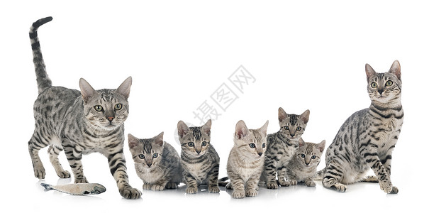 白背景面前的青猫家族高清图片