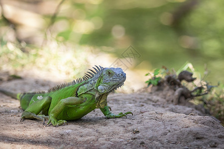 自然背景上的绿蜥蜴变形图象动物爬虫类图片