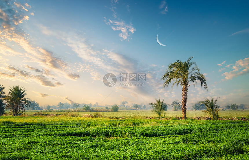 埃及尼罗河附近有田地和棕榈树图片