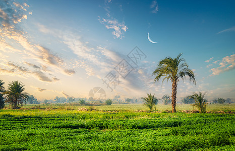 埃及尼罗河附近有田地和棕榈树背景图片