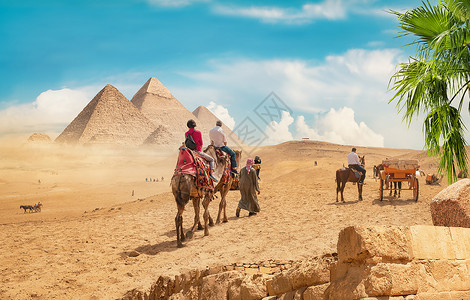 金字塔附近的沙漠中骆驼日复一沙漠中的骆驼图片