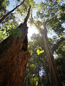 热带森林树植绿色环境公园的景观背图片