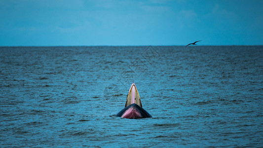 天空鲸鱼Bryde鲸鱼或Eden热带海中的鲸鱼背景