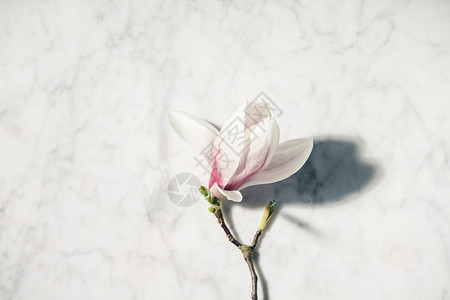 白色大理石桌上美丽的粉红色木兰花顶层风景平坦的躺下背景图片