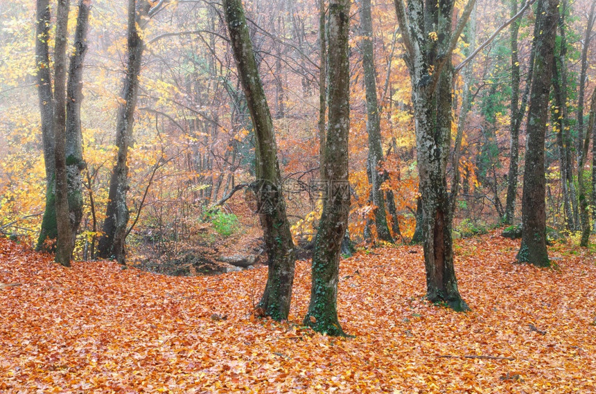 山中深处的秋天森林自然的偏僻图片