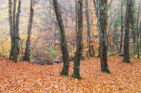 山中深处的秋天森林自然的偏僻图片