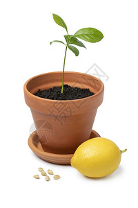 白底与种子和柠檬隔离的图片