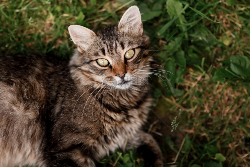 猫躺在草地上灰猫躺在美丽的眼睛上图片
