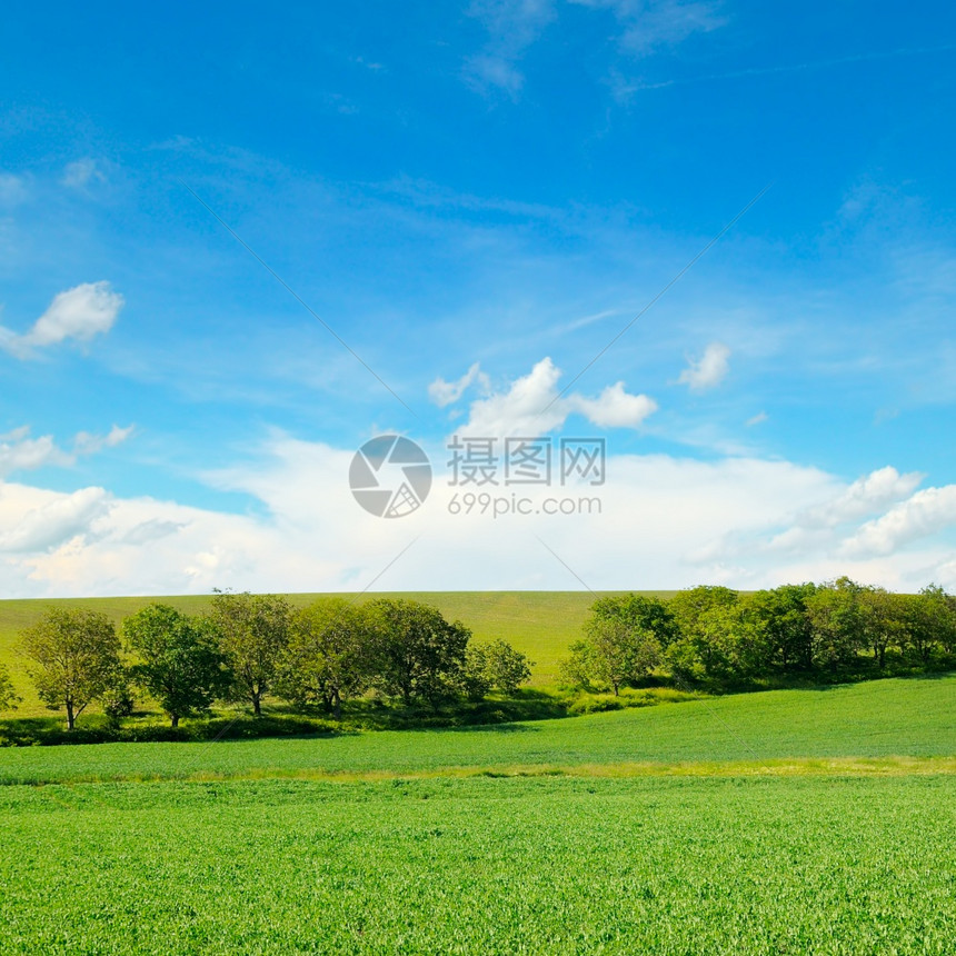 绿豆田和蓝天空云彩明亮农业景观图片