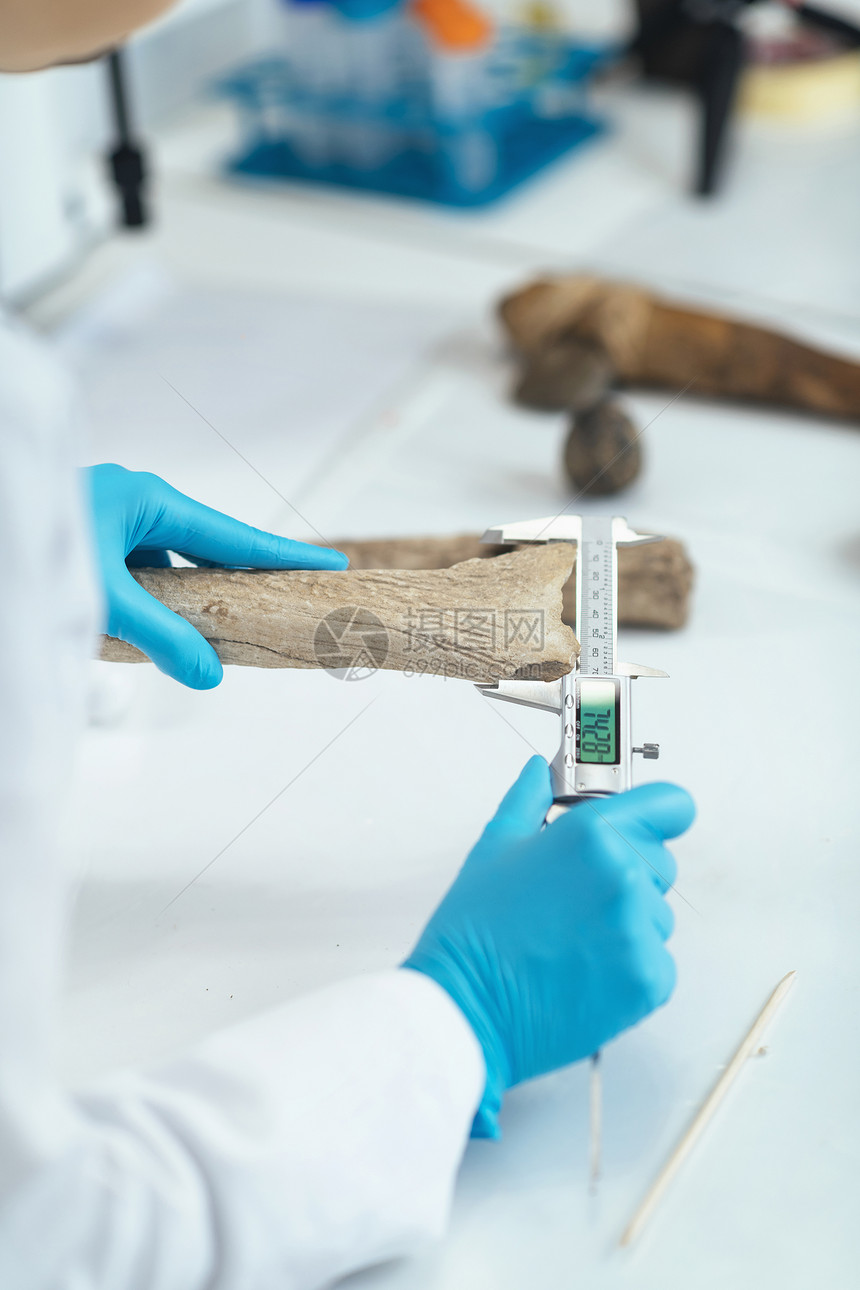 实验室用数字卡利per用数字卡利per测量鹿角实验室的考古研究者图片