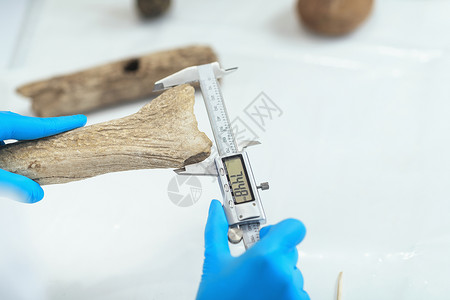 诺卡利凯实验室用数字卡利per用数字卡利per测量鹿角实验室的考古研究者背景
