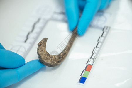 考古学家测量老钩鱼与考实验室中直锋的古老钩高清图片