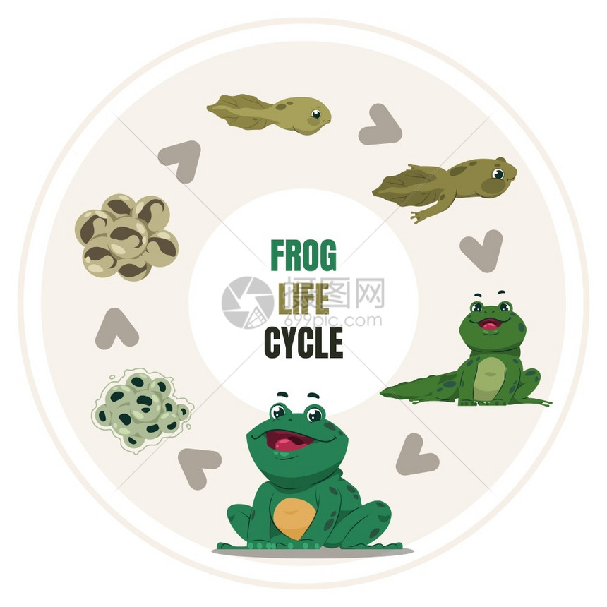 青蛙生命周期 图片