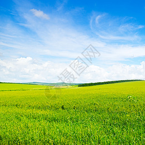 绿麦田和蓝云天空农业景观背景图片