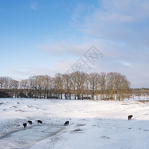 雪地里的奶牛牲畜白霜高清图片