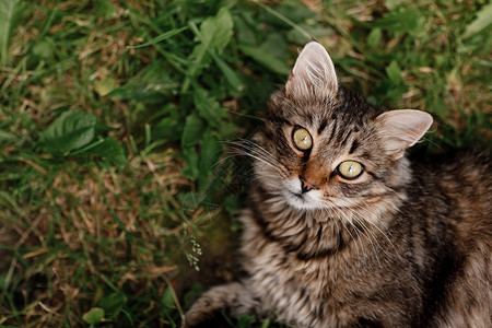 猫躺在草地上灰猫躺在美丽的眼睛上图片