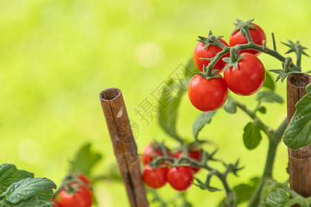 在花园葡萄的里吃樱桃番茄图片