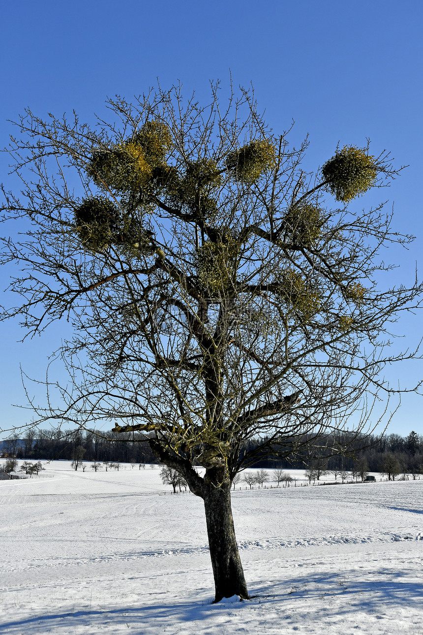 冬天在果树上挂着成熟的果实图片