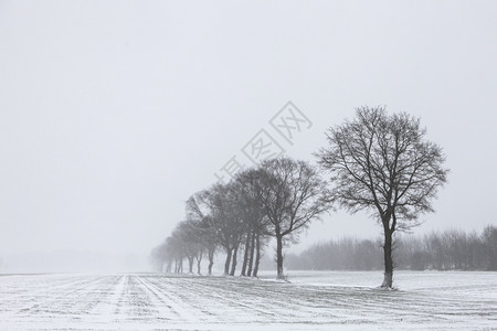 乌特勒支附近的草原上冰雪覆盖的树图片