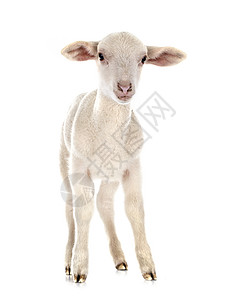 白色背景面前的年轻羊羔背景图片