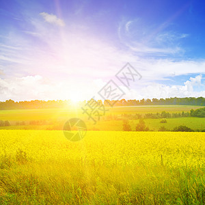 明亮的日出在强力种子田野上惊人的明亮多彩春天和夏日风景背景图片