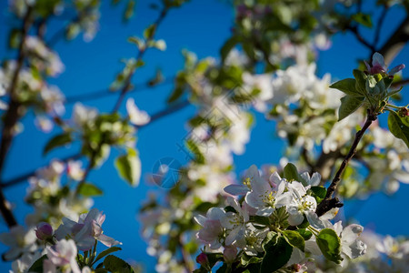 清蓝的天空春背景上方的白色树苗柔软图片