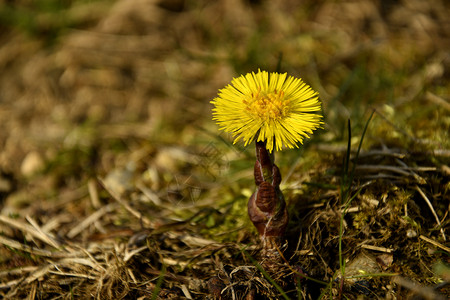 科尔茨福特春天有花的药用植物高清图片